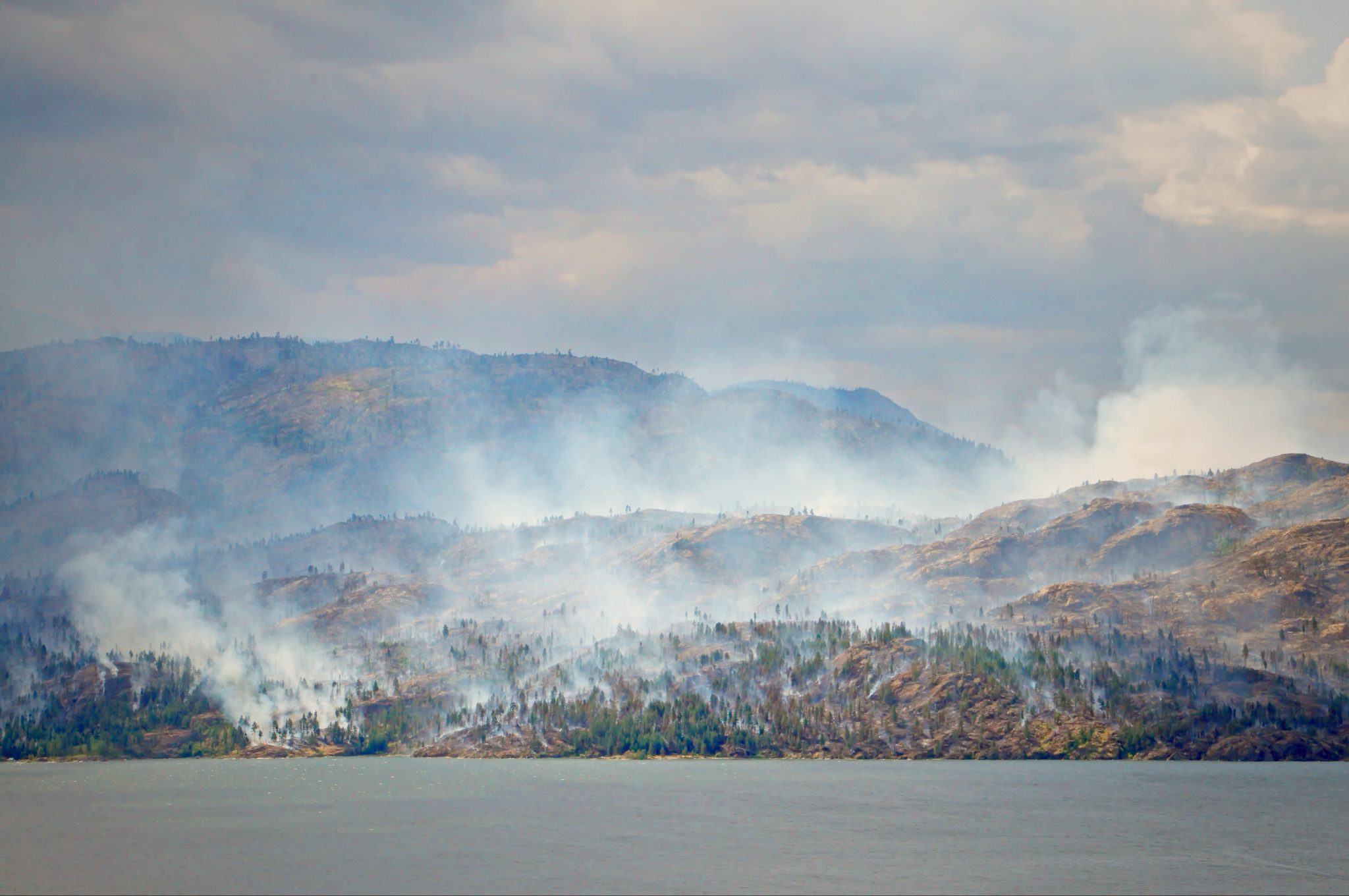 Protecting UK's Endangered Wildlife From Devastating Wildfires Protecting UK's Endangered Wildlife From Devastating Wildfires