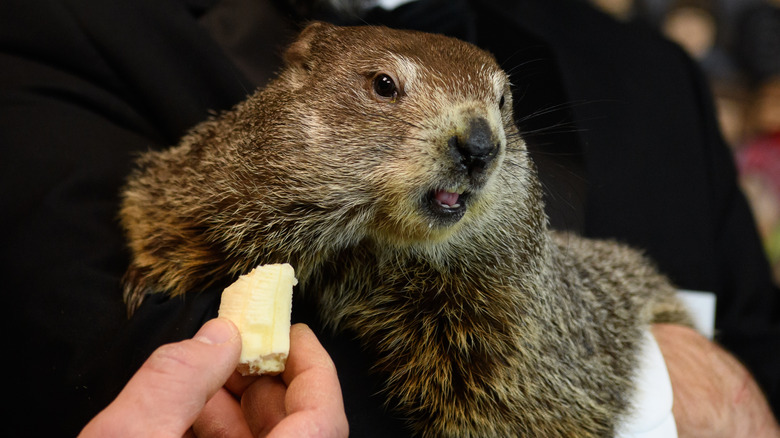 Punxsutawney Phil's Child's First Birthday Celebration Punxsutawney Phil's Child's First Birthday Celebration
