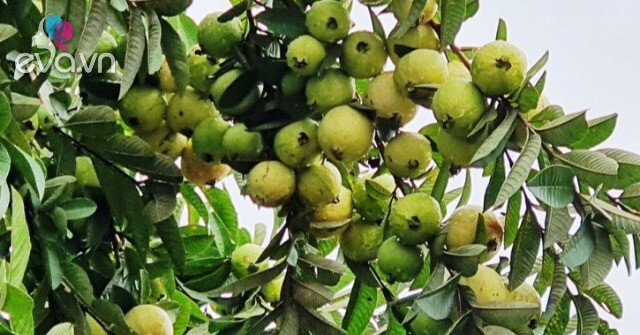 Quả Xưa Quả Xưa