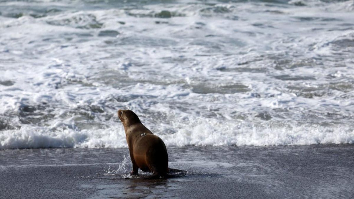 Recent Toxic Algae Bloom In California: Consequences For Marine Wildlife Recent Toxic Algae Bloom In California: Consequences For Marine Wildlife