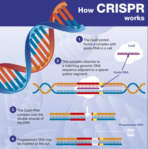 Revolutionizing Gene Therapy: CRISPR's Ability To Insert Entire Genes Revolutionizing Gene Therapy: CRISPR's Ability To Insert Entire Genes