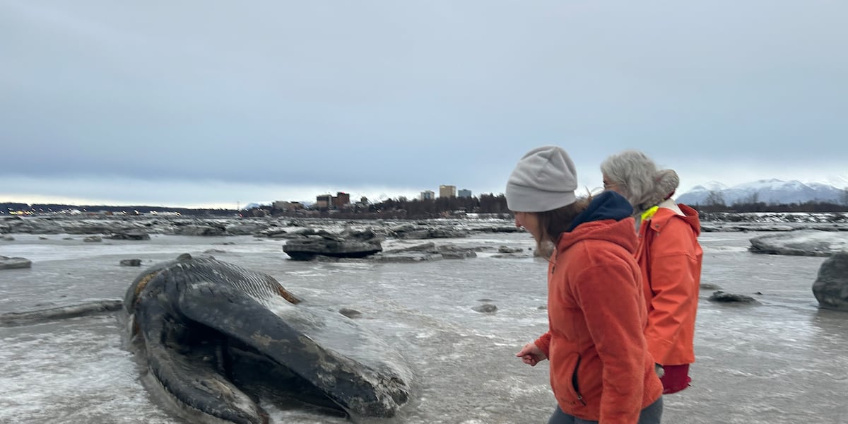 Rising Temperatures And Soft Mudflats Hamper Anchorage Fin Whale Recovery Efforts Rising Temperatures And Soft Mudflats Hamper Anchorage Fin Whale Recovery Efforts