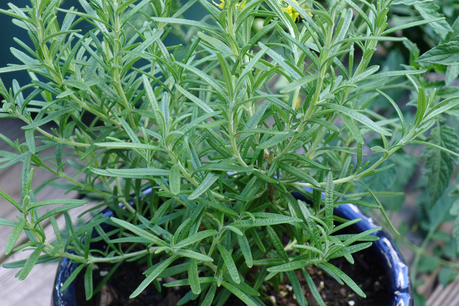 Rosemary & Thyme: A Beginner's Guide To Herb Gardening Rosemary & Thyme: A Beginner's Guide To Herb Gardening