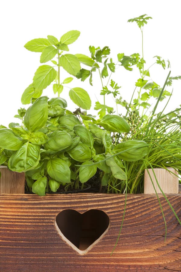 Rosemary & Thyme: A Culinary And Aromatic Guide