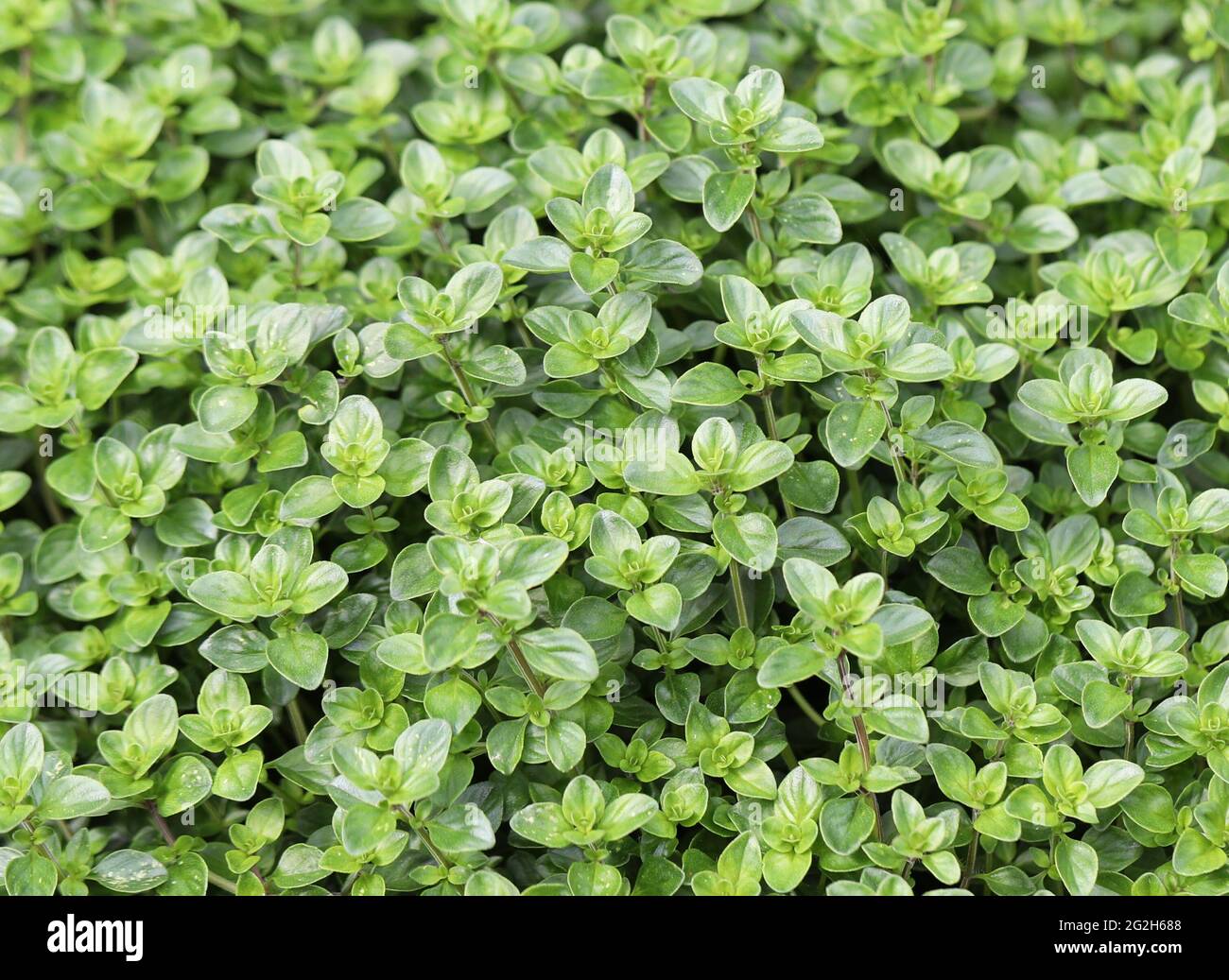 Rosemary & Thyme: A Culinary Herb Pair Rosemary & Thyme: A Culinary Herb Pair