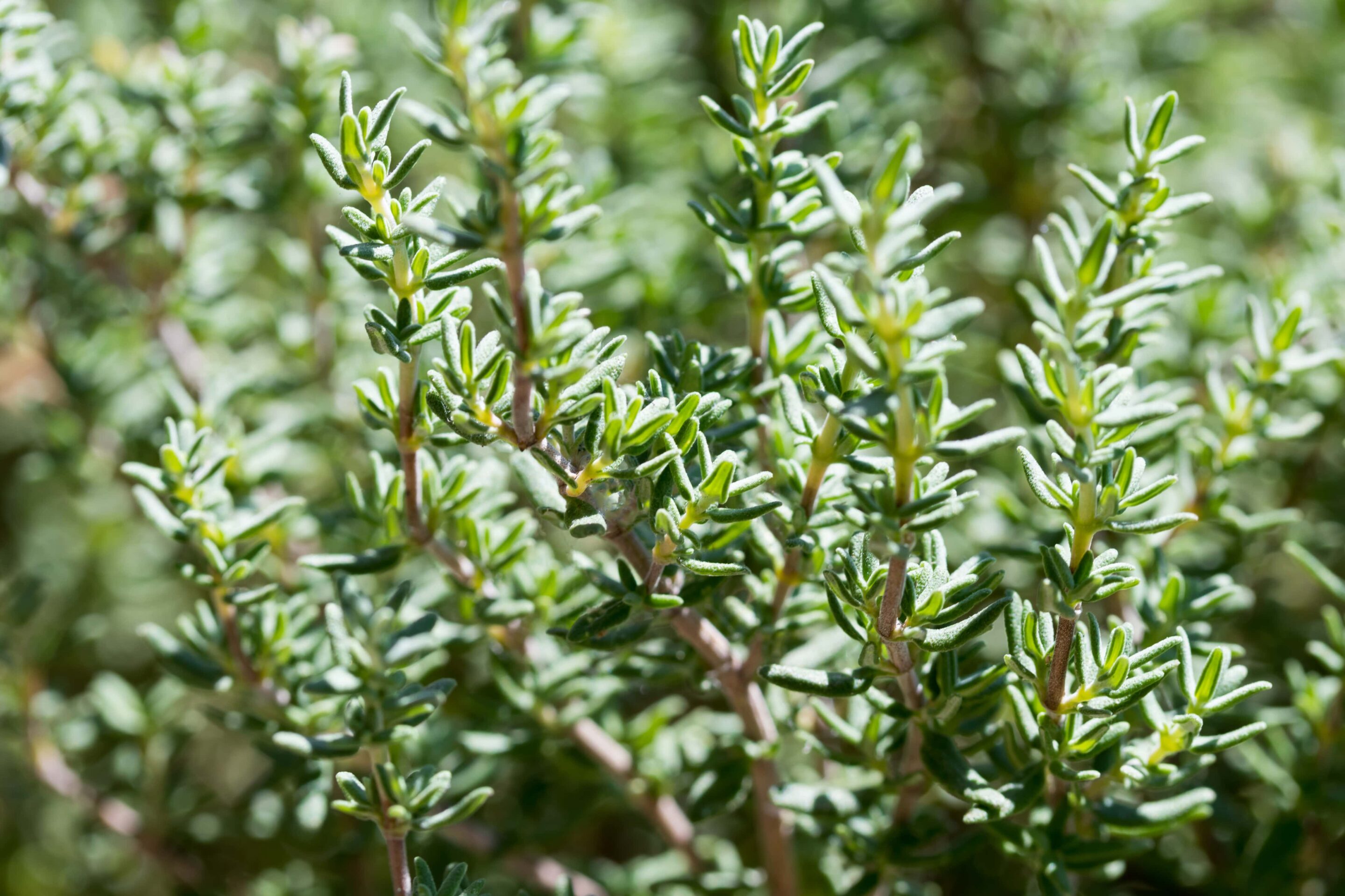 Rosemary & Thyme Essential Oils: Properties And Applications Rosemary & Thyme Essential Oils: Properties And Applications