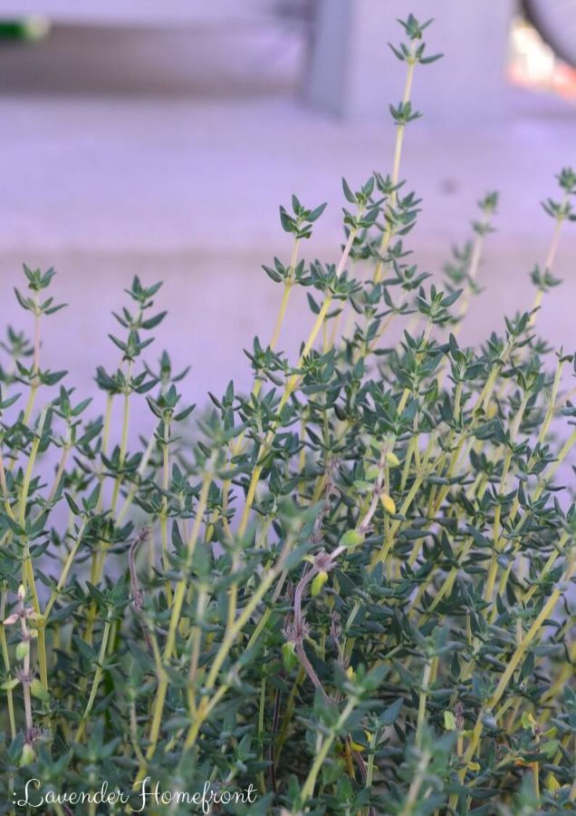 Rosemary & Thyme: Growing, Harvesting, And Preserving Rosemary & Thyme: Growing, Harvesting, And Preserving