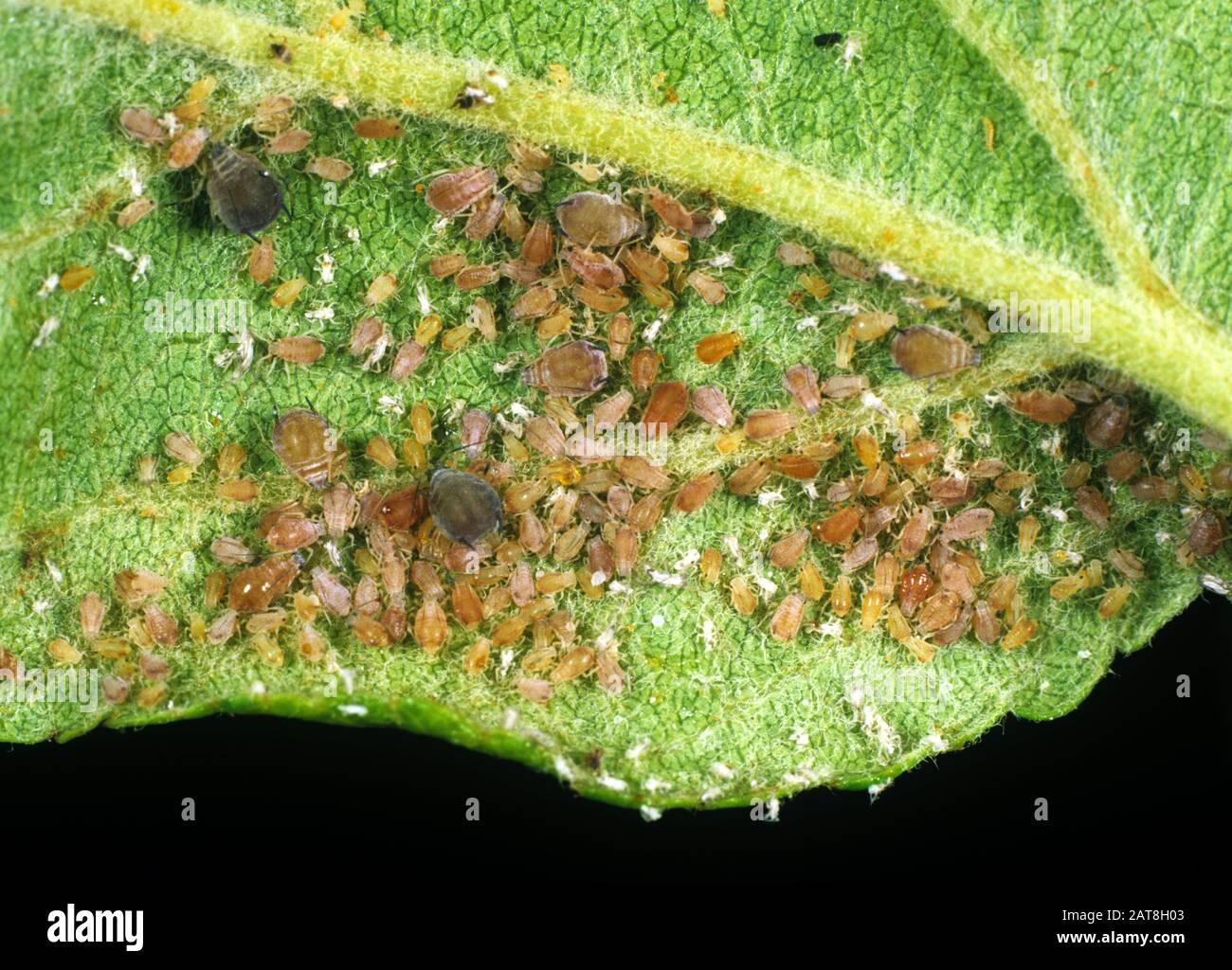 Rosy Apple Aphid Infestation: Expected 10-30% Decrease In Apple Production Rosy Apple Aphid Infestation: Expected 10-30% Decrease In Apple Production