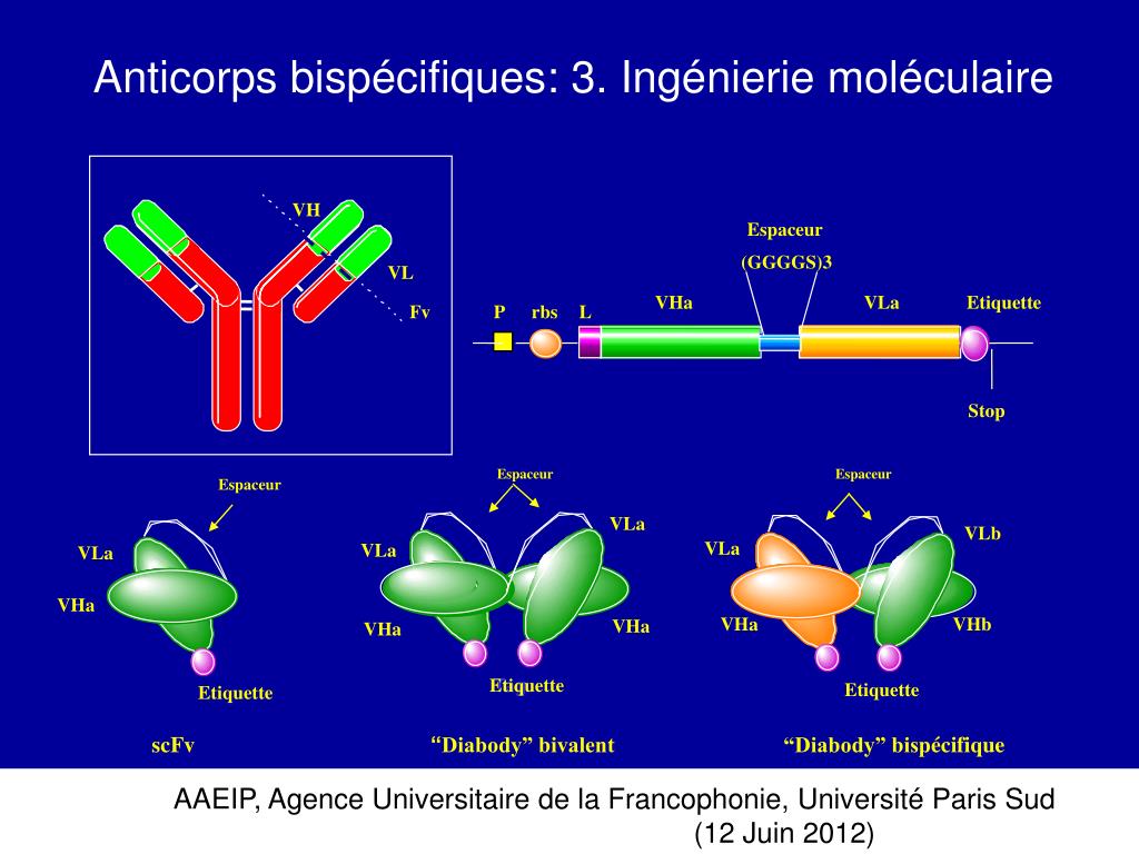 Sanofi Acquiert L'anticorps Bispécifique De Dren Bio : Un Portefeuille Immunologie Renforcé Sanofi Acquiert L'anticorps Bispécifique De Dren Bio : Un Portefeuille Immunologie Renforcé