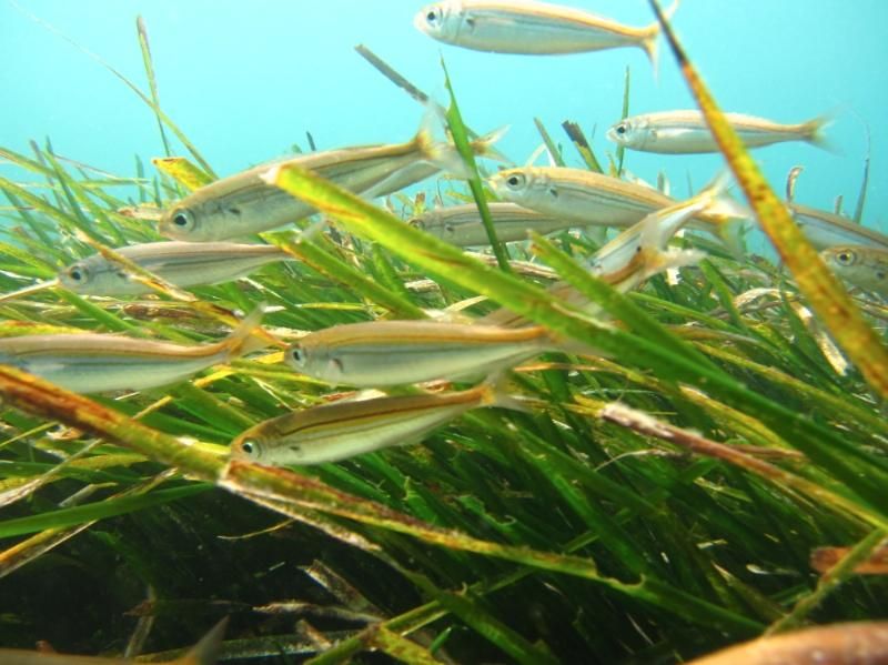 Scotland's Coastal Health: Seagrass Planting And Ecosystem Benefits Scotland's Coastal Health: Seagrass Planting And Ecosystem Benefits