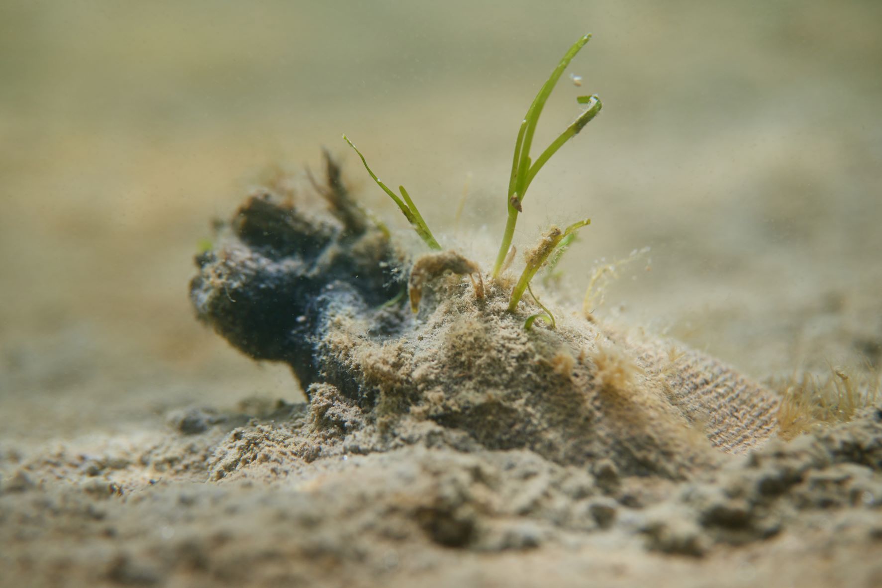 Scotland's Coastal Revival: Seagrass Planting And Ecosystem Restoration Scotland's Coastal Revival: Seagrass Planting And Ecosystem Restoration