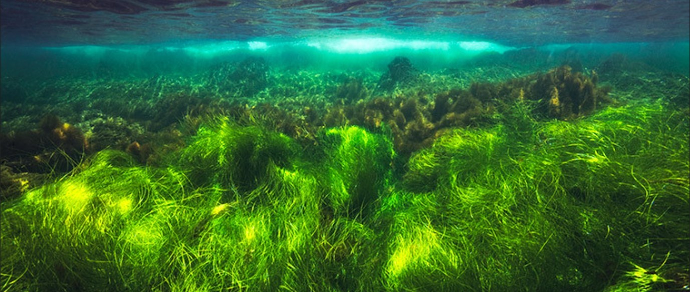 Scotland's Coastal Revival: The Promise Of Seagrass Planting Scotland's Coastal Revival: The Promise Of Seagrass Planting