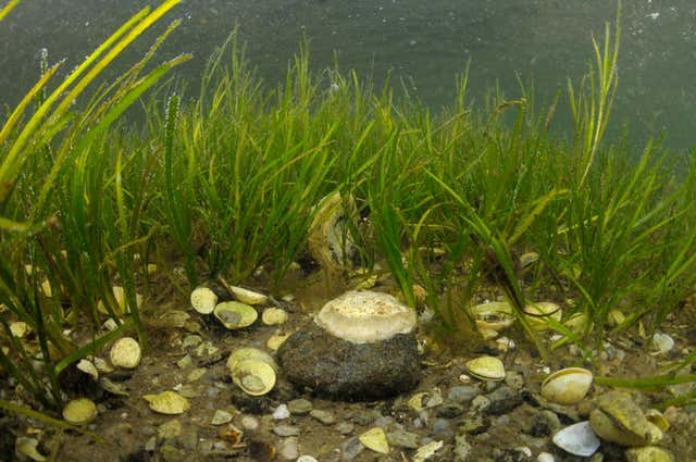 Scottish Coastline Restoration: Investing In Seagrass Planting Scottish Coastline Restoration: Investing In Seagrass Planting