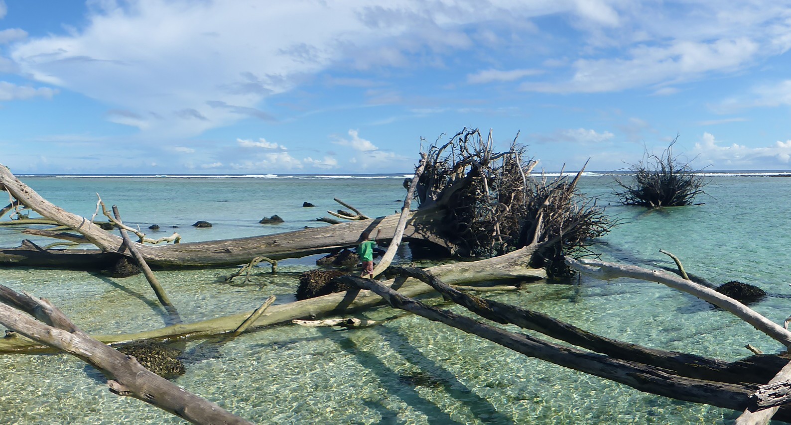 Seagrass Restoration: A Bid To Renew Scotland's Coastal Habitats Seagrass Restoration: A Bid To Renew Scotland's Coastal Habitats