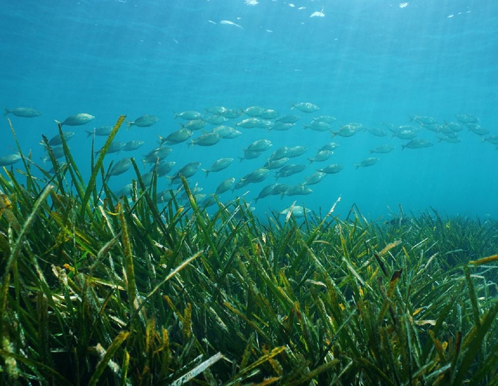 Seagrass Restoration: A New Initiative For Scotland's Coast Seagrass Restoration: A New Initiative For Scotland's Coast