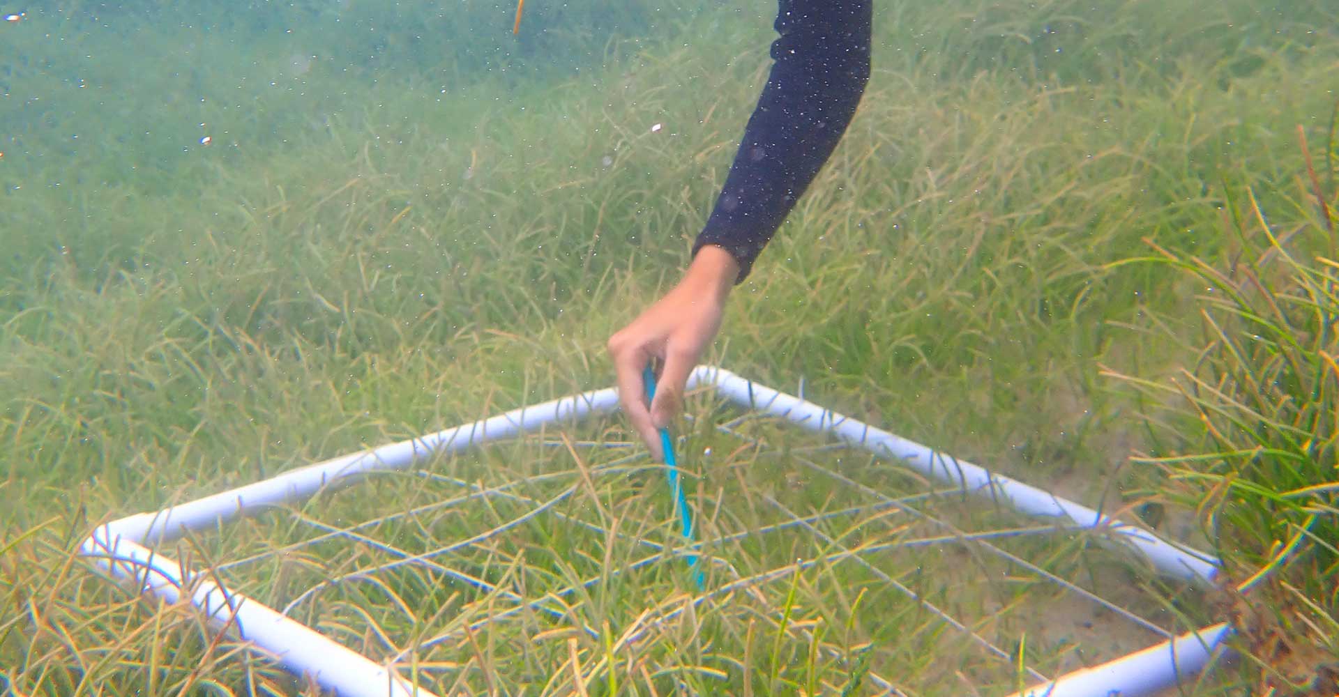 Seagrass Restoration: New Initiatives For Scotland's Coast Seagrass Restoration: New Initiatives For Scotland's Coast