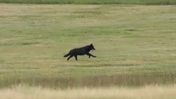 Second Gray Wolf From Colorado Dies After Relocation To Wyoming Second Gray Wolf From Colorado Dies After Relocation To Wyoming