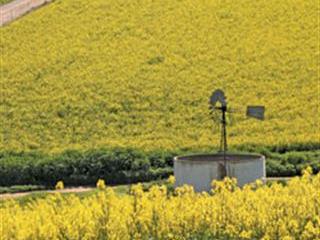 Shifting Sands: China's Search For Alternative Canola Sources Shifting Sands: China's Search For Alternative Canola Sources
