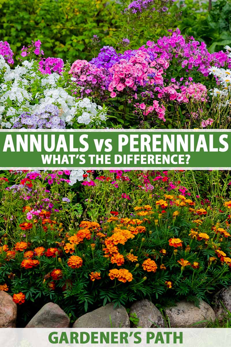 Should You Plant Annuals Or Perennials? A Comparison To Help You Decide Should You Plant Annuals Or Perennials? A Comparison To Help You Decide