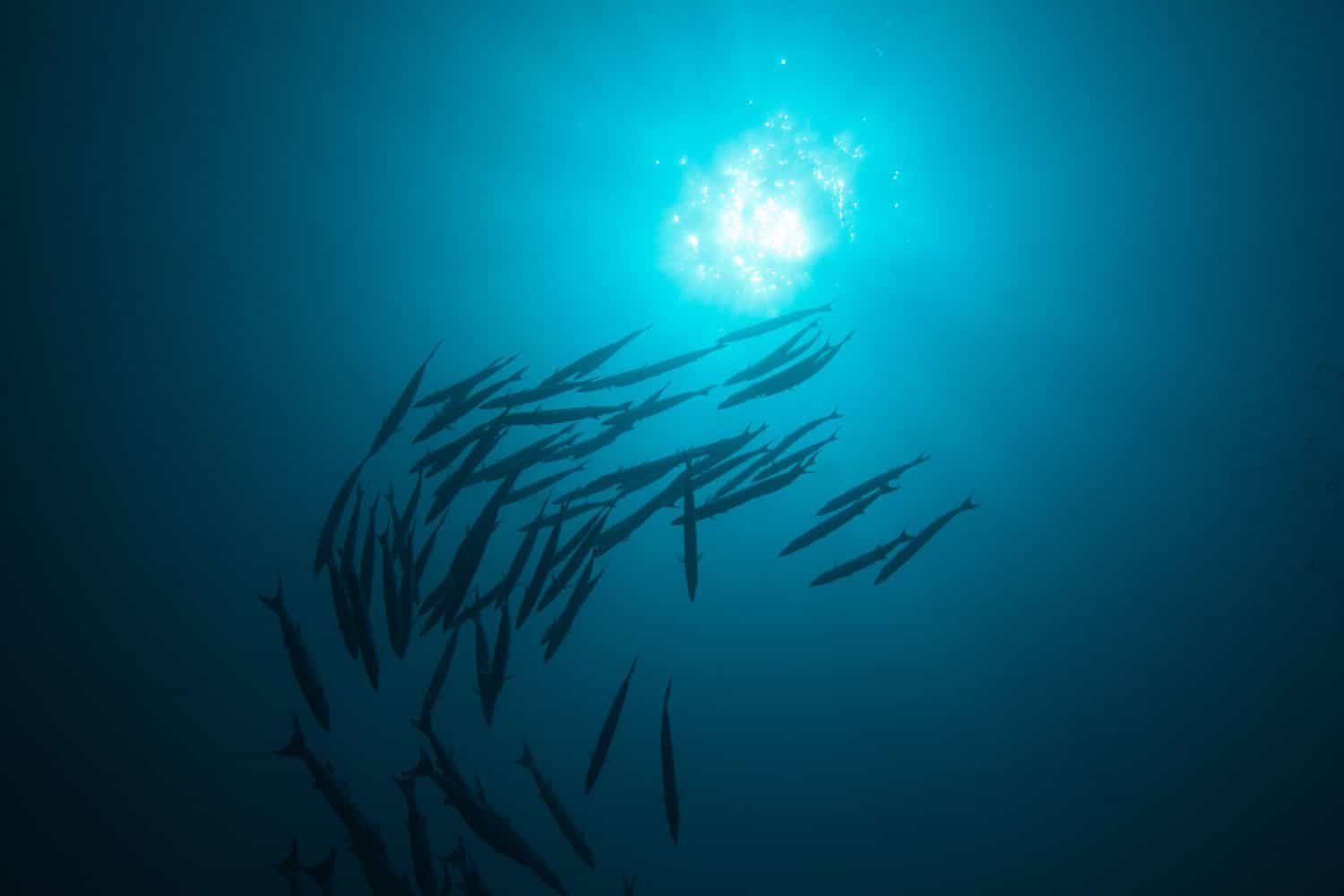 Slowing Ocean Currents: A Critical Threat To US Coastlines Slowing Ocean Currents: A Critical Threat To US Coastlines