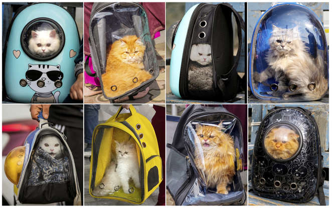 Social Media Frenzy: Kashmir Cat Owners React To Viral Posts Social Media Frenzy: Kashmir Cat Owners React To Viral Posts