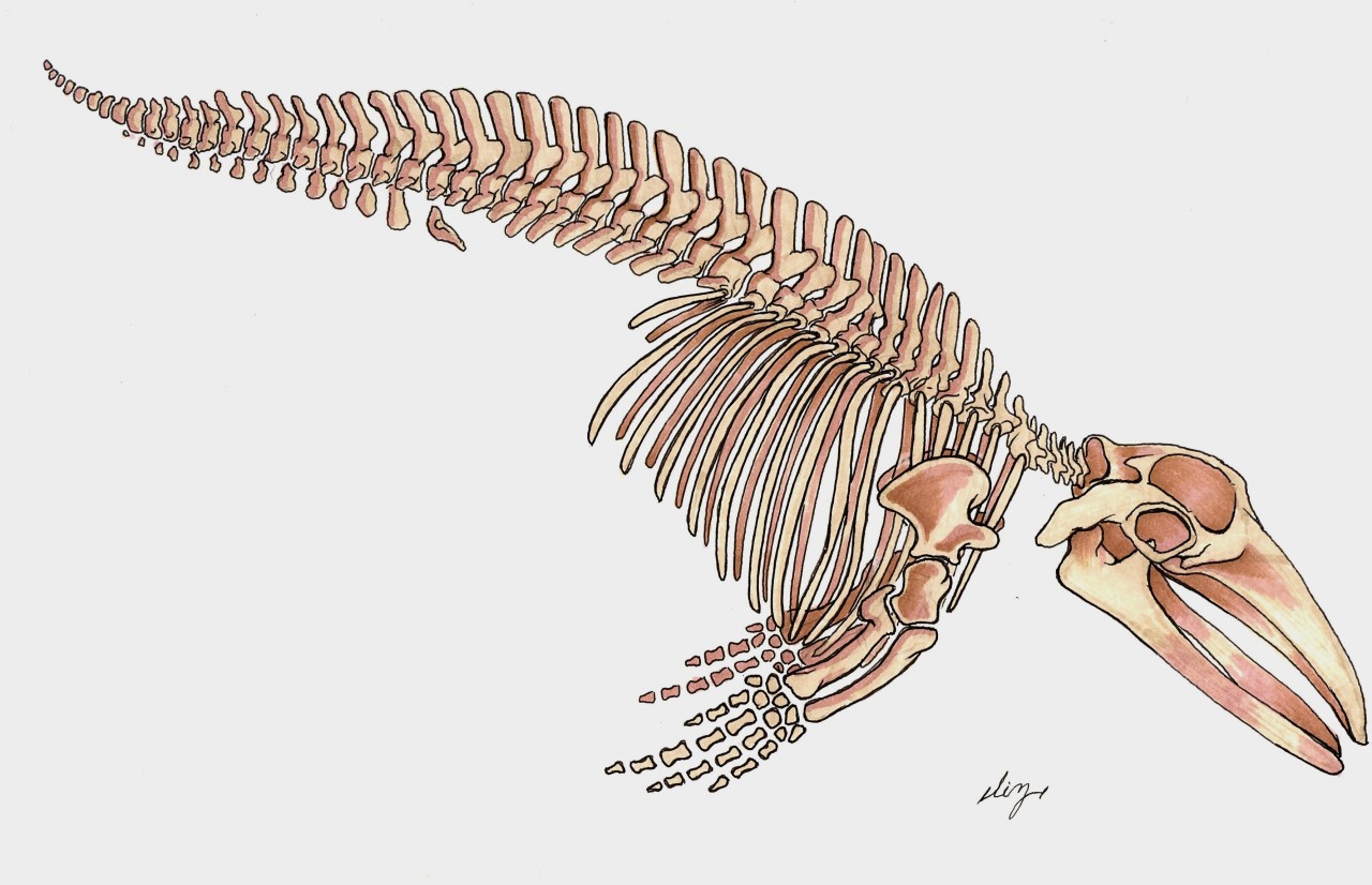 Soft Mud Complicates Anchorage Fin Whale Skeleton Salvage In Warming Weather Soft Mud Complicates Anchorage Fin Whale Skeleton Salvage In Warming Weather