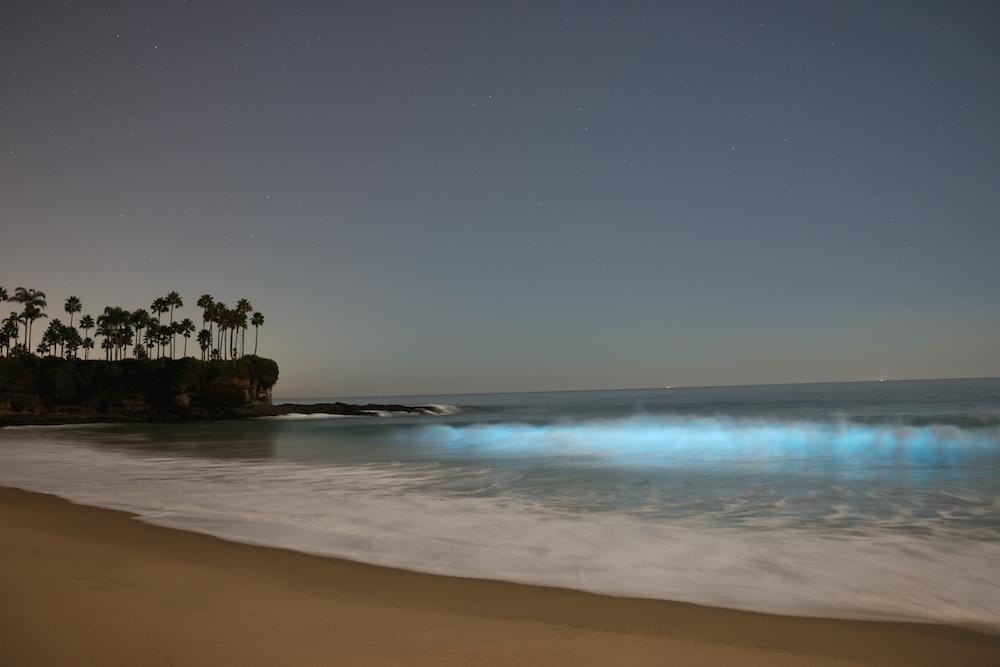 Spring And Fall: Best Times For Bioluminescent Waves In Southern California Spring And Fall: Best Times For Bioluminescent Waves In Southern California