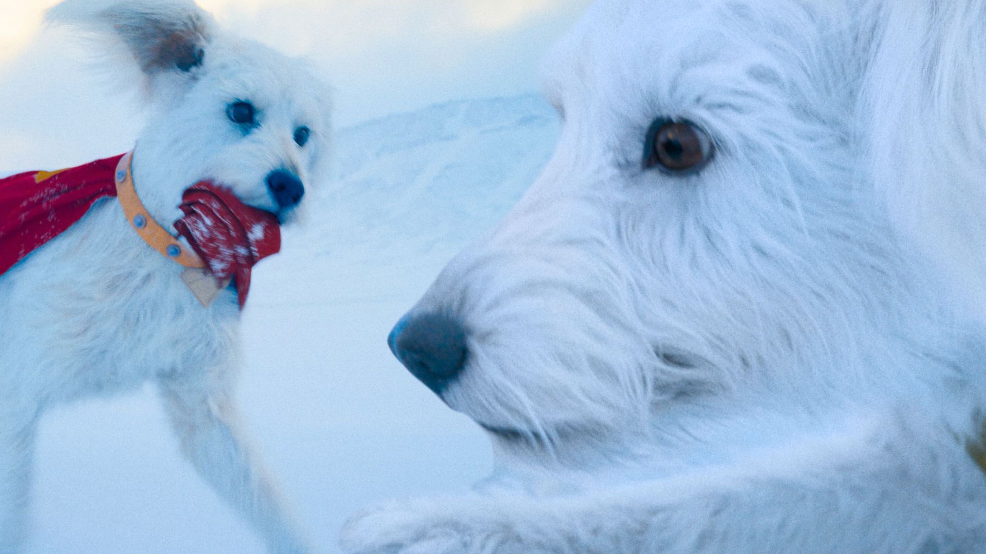 Superman CinemaCon Footage: Krypto The Superdog Steals The Show Superman CinemaCon Footage: Krypto The Superdog Steals The Show
