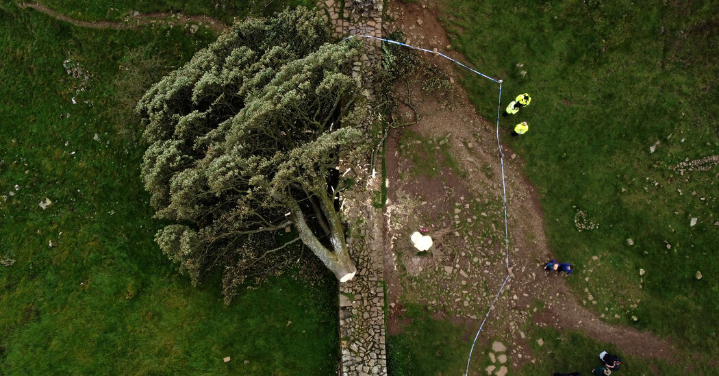 Sycamore Gap Tree Felling: Two Men Found Guilty Sycamore Gap Tree Felling: Two Men Found Guilty