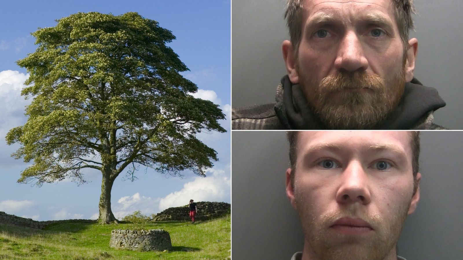Sycamore Gap Tree Vandalism: Two Men Found Guilty Sycamore Gap Tree Vandalism: Two Men Found Guilty