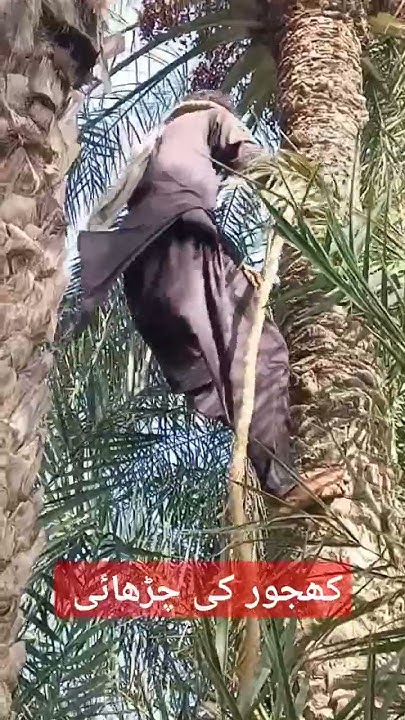 ٹام کروز اور مداح کا واقعہ: جوتوں پر چڑھنے کا واقعہ سوشل میڈیا پر زیر بحث ٹام کروز اور مداح کا واقعہ: جوتوں پر چڑھنے کا واقعہ سوشل میڈیا پر زیر بحث
