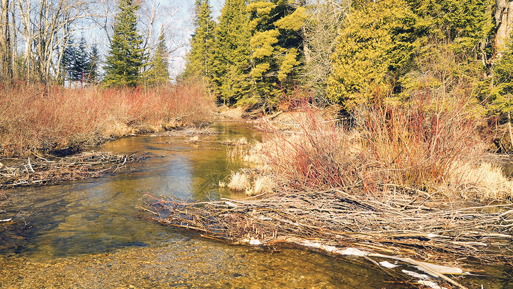 The Future Of Otter Populations In Wyoming: Assessing The Impact Of Current Management Practices The Future Of Otter Populations In Wyoming: Assessing The Impact Of Current Management Practices