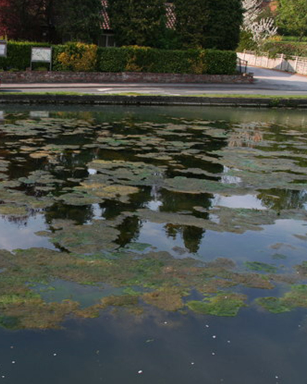 The Growing Threat Of Toxic Algae Blooms Along The California Coast The Growing Threat Of Toxic Algae Blooms Along The California Coast