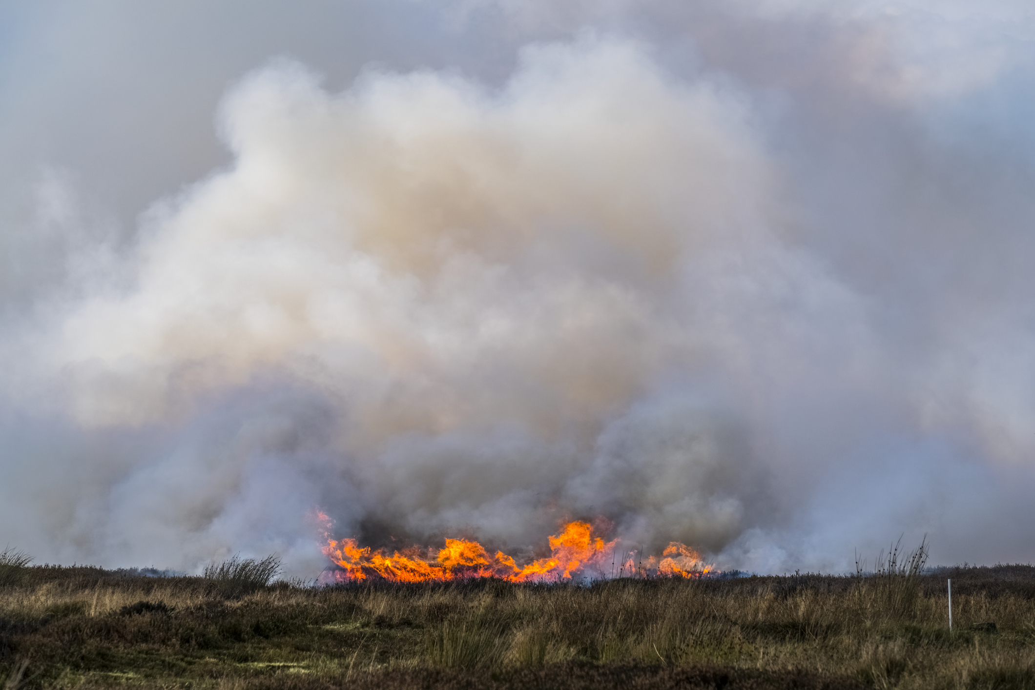 The Impact Of Wildfires On The UK's Most Endangered Species The Impact Of Wildfires On The UK's Most Endangered Species