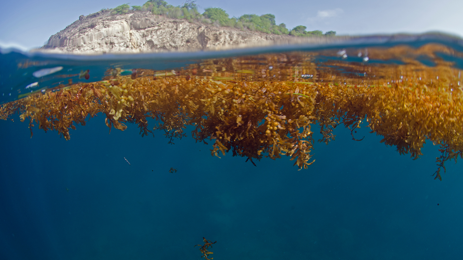 The Killer Seaweed Threatening Australia's Marine Life The Killer Seaweed Threatening Australia's Marine Life