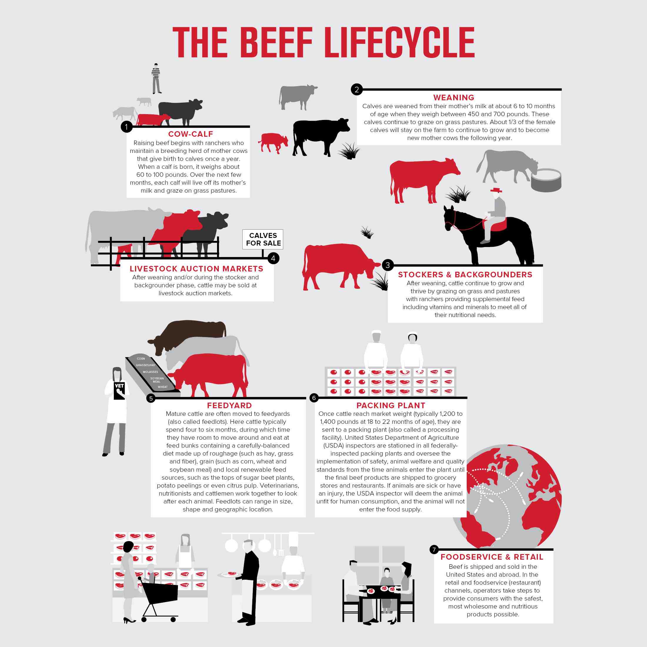 The Life Cycle Of Farm Animals: A Student Perspective From The Campus Farm The Life Cycle Of Farm Animals: A Student Perspective From The Campus Farm