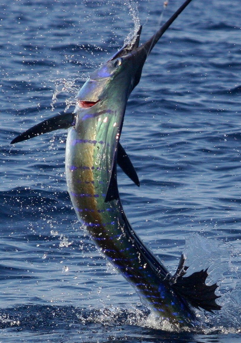 The Rise Of Torpedo Bats In Marlin Fishing The Rise Of Torpedo Bats In Marlin Fishing