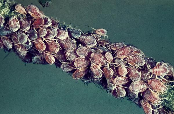 The Rosy Apple Aphid And Its Impact On Apple Production: A 10-30% Reduction The Rosy Apple Aphid And Its Impact On Apple Production: A 10-30% Reduction