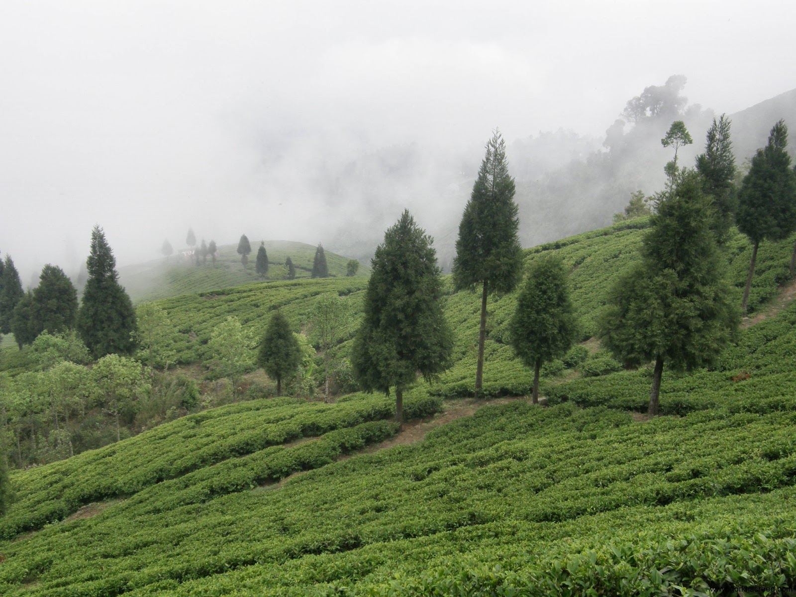 The Sustainability Of Darjeeling Tea: Examining Current Concerns The Sustainability Of Darjeeling Tea: Examining Current Concerns