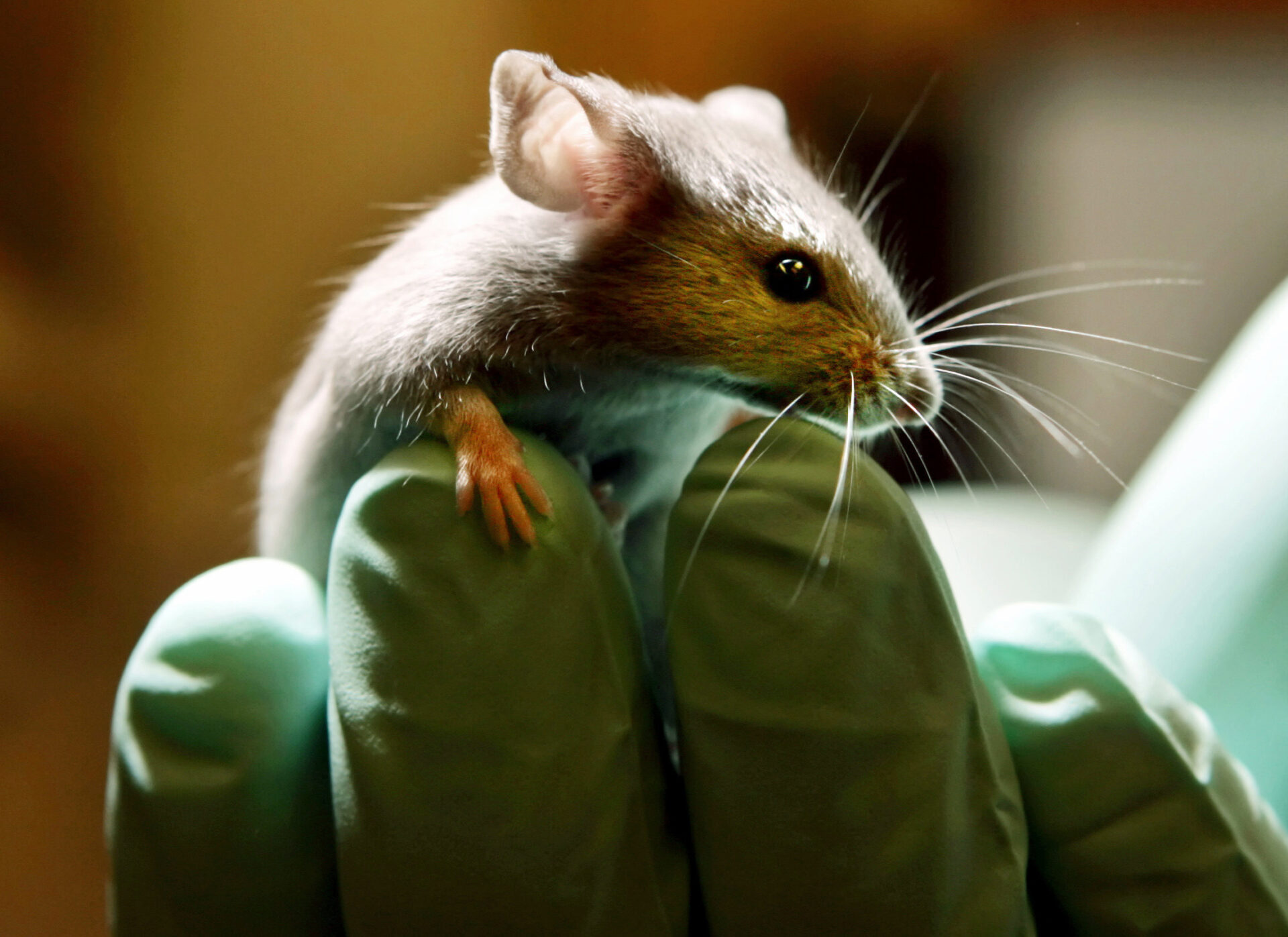 The Truth About US Funding For Transgender Animal Research The Truth About US Funding For Transgender Animal Research