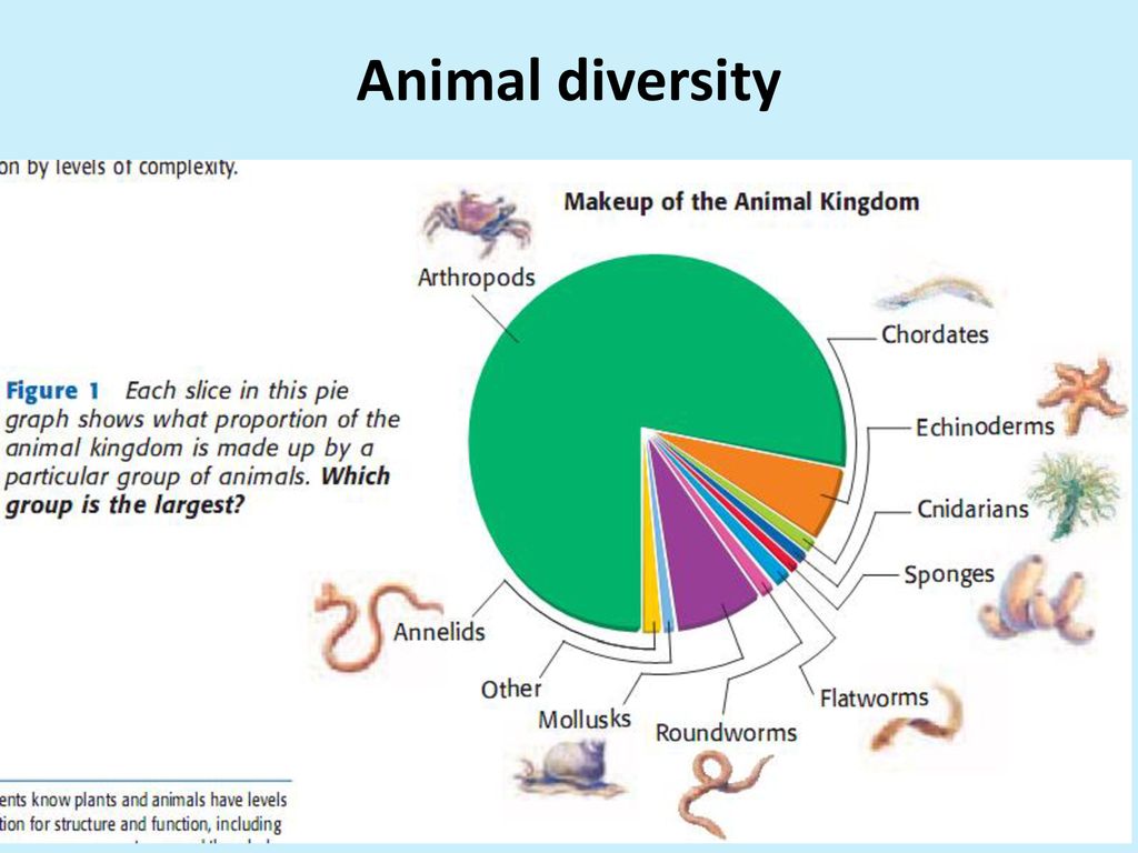 The Wonder Of Animals: Exploring The Animal Kingdom The Wonder Of Animals: Exploring The Animal Kingdom