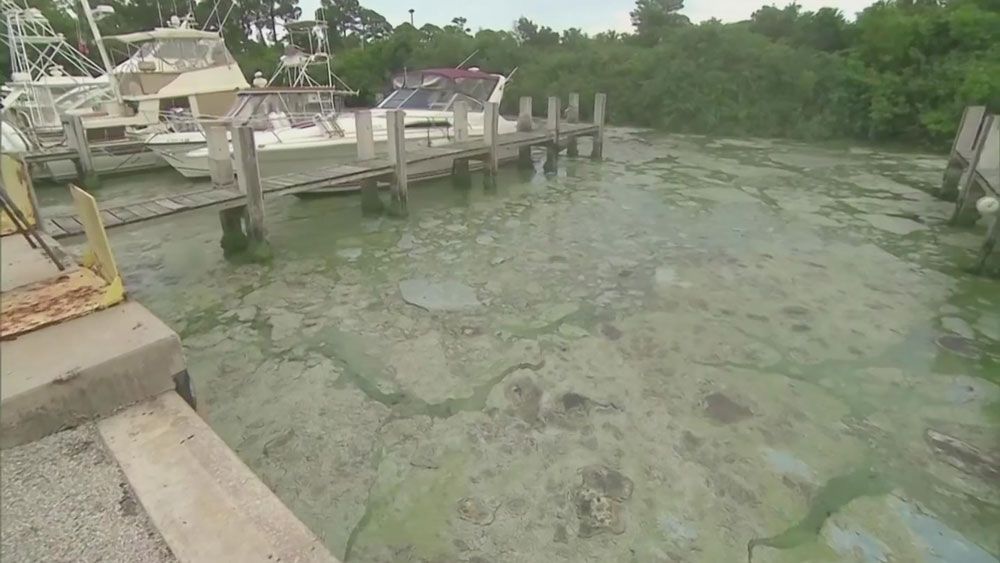 Toxic Algae Bloom Crisis: A Threat To California's Marine Environment Toxic Algae Bloom Crisis: A Threat To California's Marine Environment