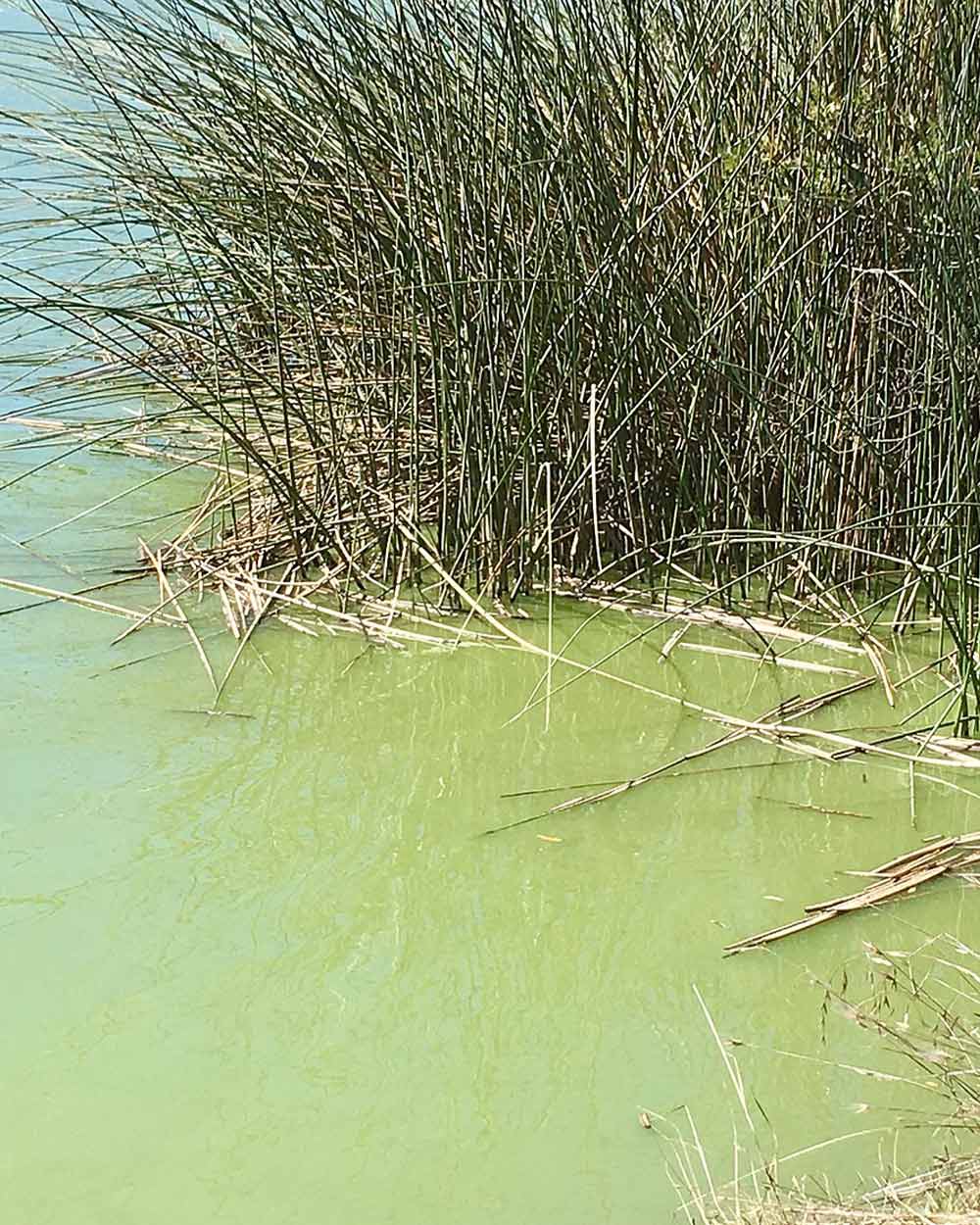 Toxic Algae Bloom: Devastating California's Marine Life Toxic Algae Bloom: Devastating California's Marine Life