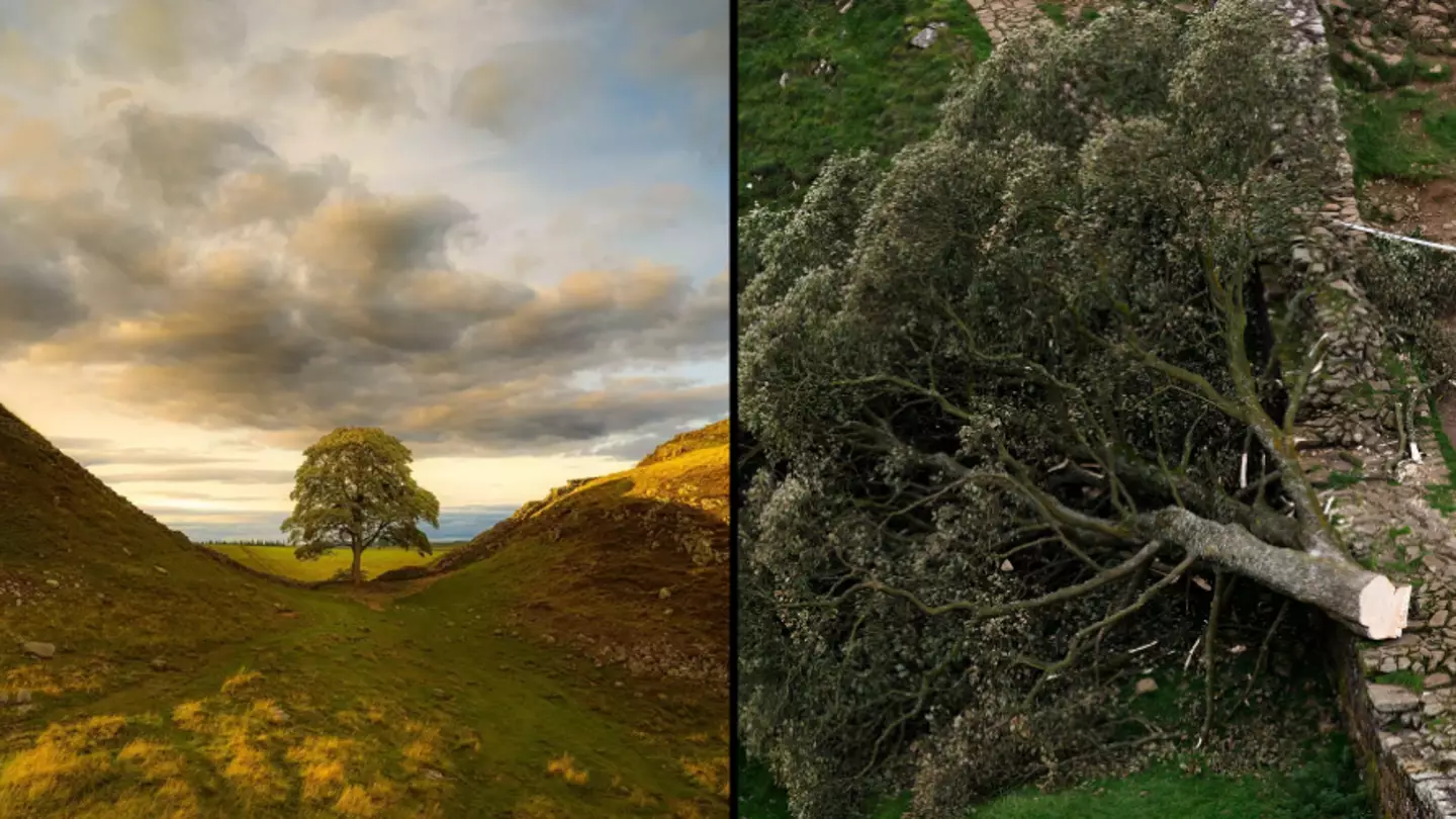 Two Men Convicted For Destroying Sycamore Gap Tree Two Men Convicted For Destroying Sycamore Gap Tree