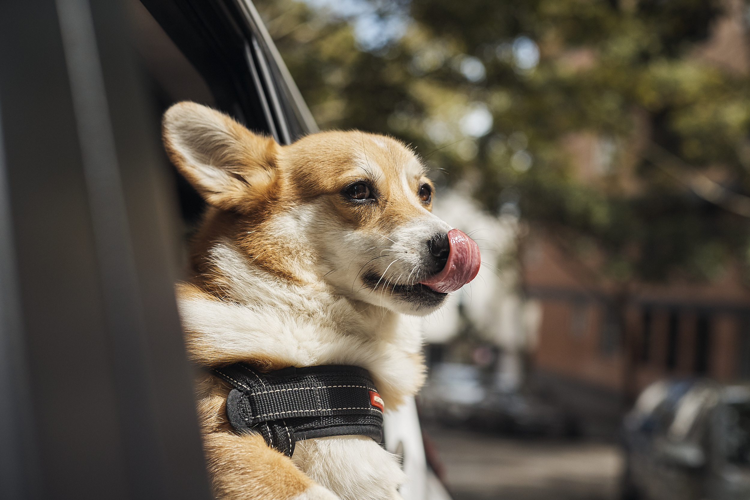 Uber Pet Service Now Available In Delhi And Mumbai Uber Pet Service Now Available In Delhi And Mumbai