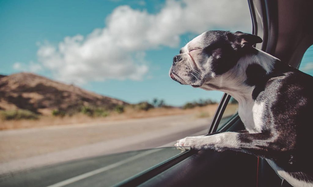 Uber Pet Services Now Available In Delhi And Mumbai Uber Pet Services Now Available In Delhi And Mumbai