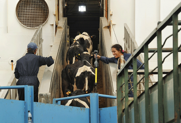Un Regalo Inusual: La Nueva Estrategia De Uruguay Para Las Exportaciones Ganaderas A China Un Regalo Inusual: La Nueva Estrategia De Uruguay Para Las Exportaciones Ganaderas A China