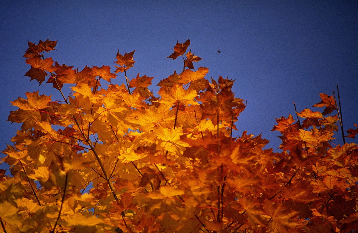 Understanding Breezy And Mild Weather Patterns Understanding Breezy And Mild Weather Patterns