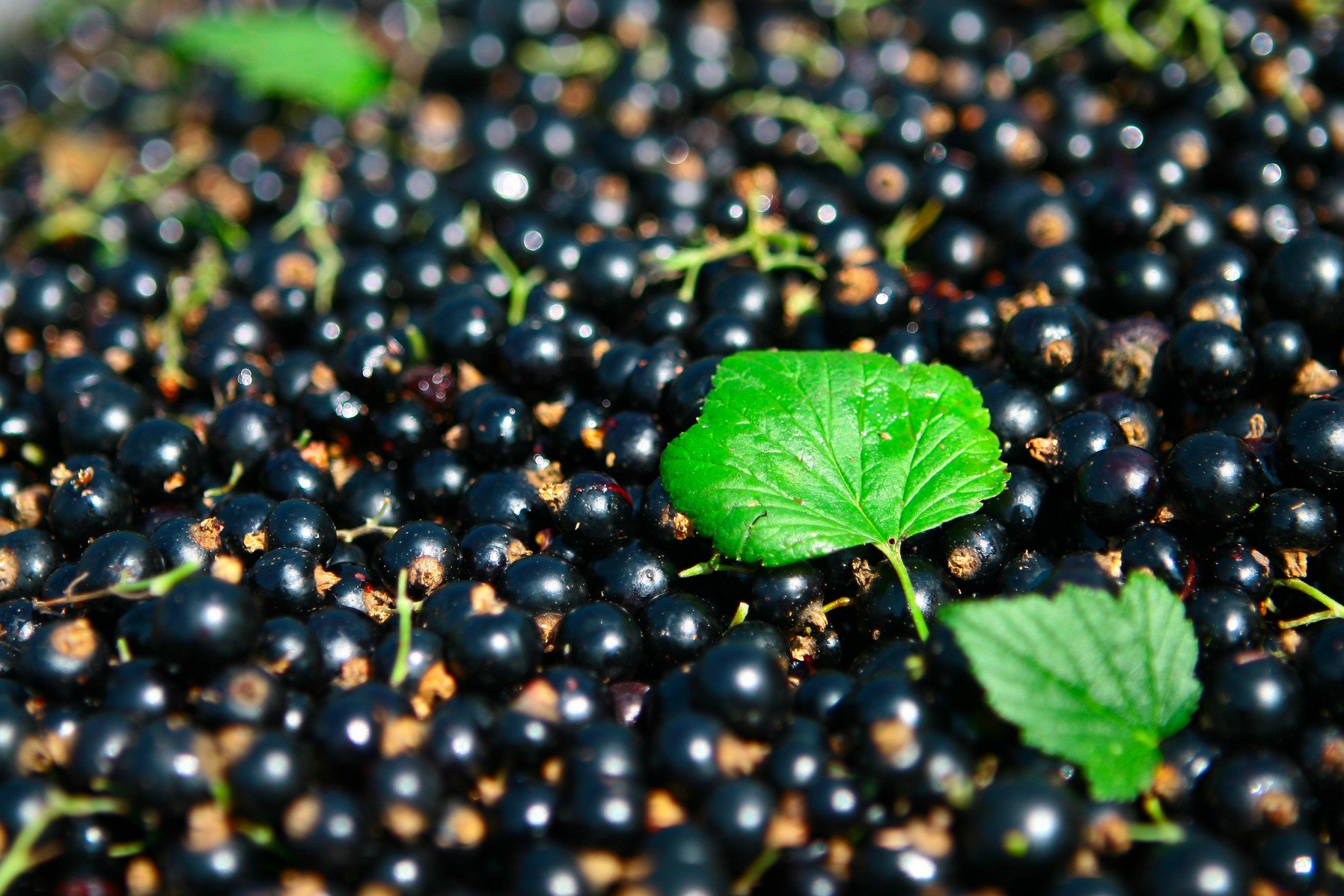 Understanding Cassis Blackcurrant: History, Varieties, And More Understanding Cassis Blackcurrant: History, Varieties, And More