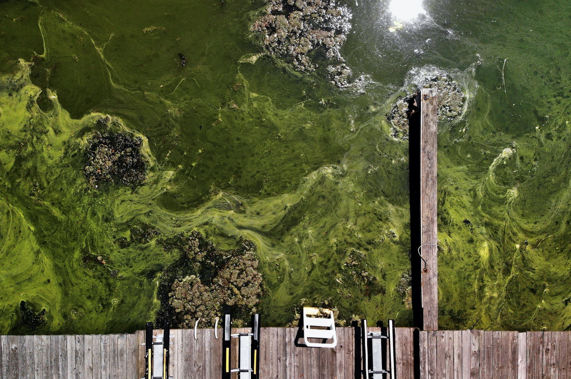 Understanding The Harmful Effects Of Algae Blooms On California's Coastline Understanding The Harmful Effects Of Algae Blooms On California's Coastline